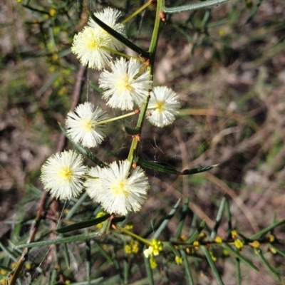 Acacia genistifolia (Early Wattle) at Aranda Bushland - 29 Apr 2021 by drakes