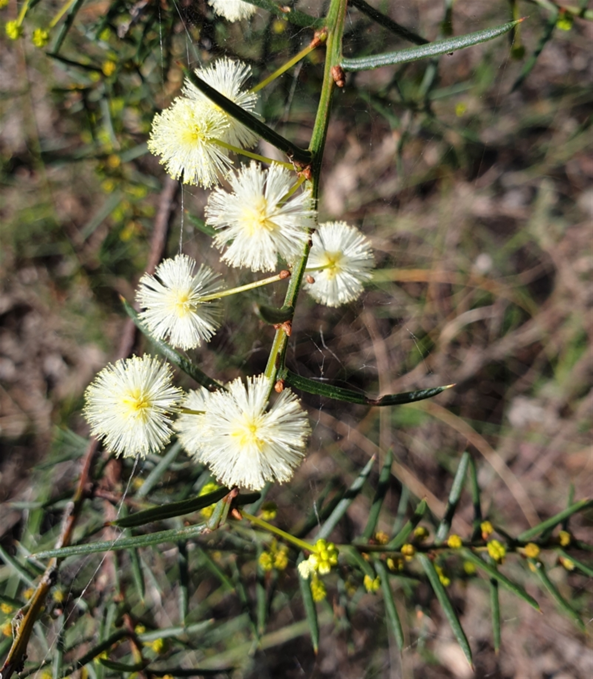 Acacia genistifolia at Holt, ACT - Canberra Nature Map