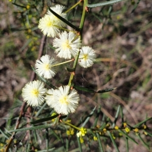 Acacia genistifolia at Holt, ACT - 29 Apr 2021