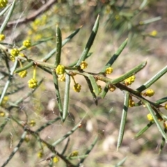 Acacia genistifolia at Holt, ACT - 29 Apr 2021