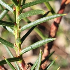 Acacia genistifolia at Holt, ACT - 29 Apr 2021