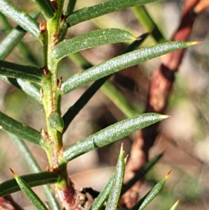 Acacia genistifolia at Holt, ACT - 29 Apr 2021