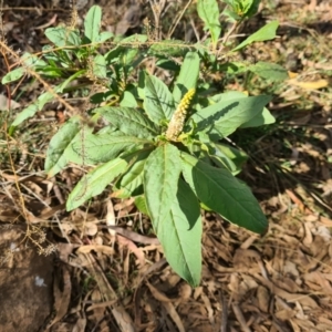 Phytolacca octandra at Downer, ACT - 2 May 2021