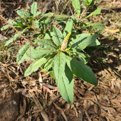 Phytolacca octandra (Inkweed) at Mount Majura - 2 May 2021 by Jiggy