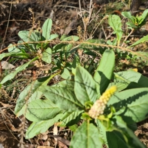 Phytolacca octandra at Downer, ACT - 2 May 2021