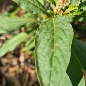 Phytolacca octandra at Downer, ACT - 2 May 2021