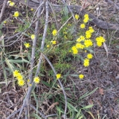 Senecio madagascariensis (Madagascan Fireweed, Fireweed) at Campbell, ACT - 2 May 2021 by SilkeSma