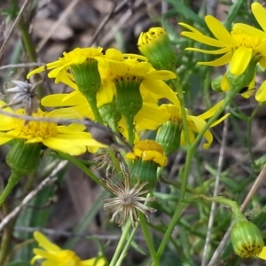 Senecio madagascariensis at Campbell, ACT - 2 May 2021