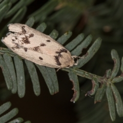 Compsotropha selenias (A Concealer moth) at Bruce Ridge to Gossan Hill - 29 Dec 2020 by Bron