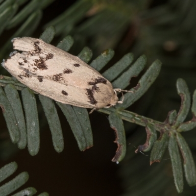Compsotropha selenias (A Concealer moth (Wingia group)) at Bruce, ACT - 29 Dec 2020 by Bron