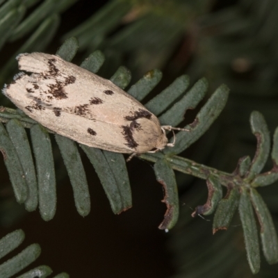 Compsotropha selenias (A Concealer moth) at Flea Bog Flat, Bruce - 29 Dec 2020 by Bron