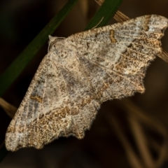 Dissomorphia australiaria (Dashed Geometrid, Ennominae) at Bruce, ACT - 29 Dec 2020 by Bron