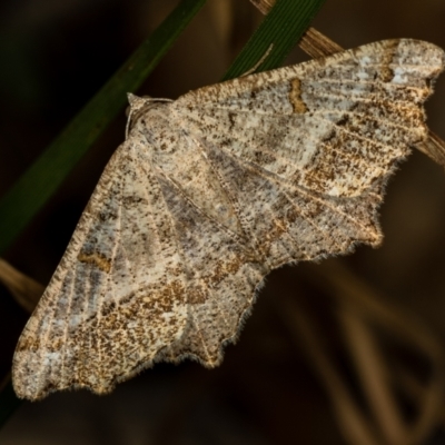 Dissomorphia australiaria (Dissomorphia australiaria) at Bruce, ACT - 29 Dec 2020 by Bron