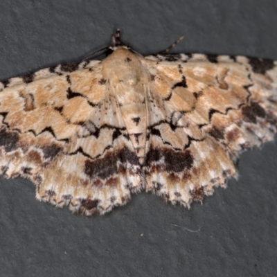 Sandava scitisignata (Fungi Snout, Hypeninae) at Melba, ACT - 29 Dec 2020 by Bron