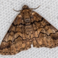 Cryphaea xylina (Woodland Geometrid) at Melba, ACT - 29 Dec 2020 by Bron