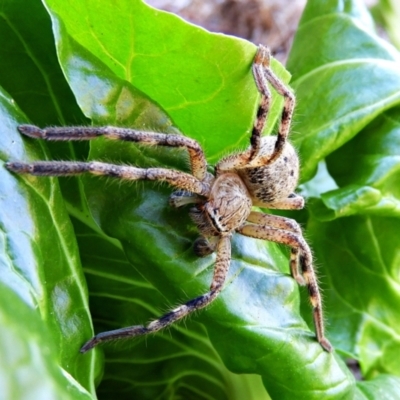 Neosparassus calligaster (Beautiful Badge Huntsman) at Crooked Corner, NSW - 1 May 2021 by Milly