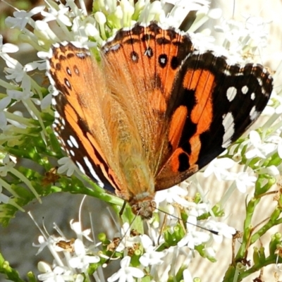 Vanessa kershawi (Australian Painted Lady) at Crooked Corner, NSW - 1 May 2021 by Milly