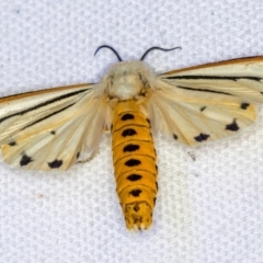 Aloa marginata (Donovan's Tiger Moth) at Melba, ACT - 29 Dec 2020 by Bron