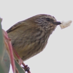 Acanthiza lineata (Striated Thornbill) at Wodonga - 2 May 2021 by Kyliegw