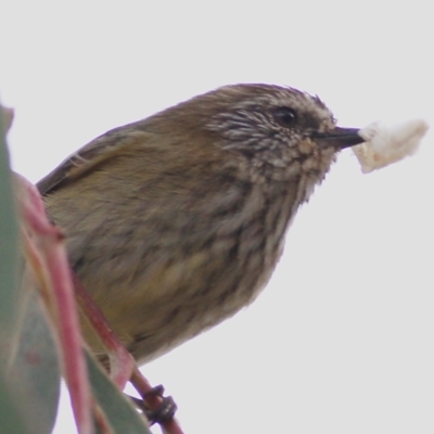 Acanthiza lineata (Striated Thornbill) at Wodonga - 2 May 2021 by Kyliegw