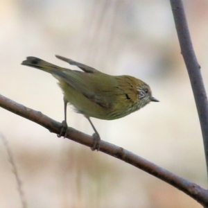 Acanthiza lineata at Felltimber Creek NCR - 2 May 2021 02:22 PM