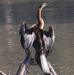 Anhinga novaehollandiae (Australasian Darter) at Albury - 28 Apr 2021 by PaulF