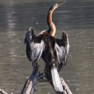 Anhinga novaehollandiae at Splitters Creek, NSW - 28 Apr 2021 03:08 PM