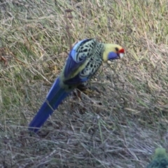 Platycercus elegans flaveolus (Yellow Rosella) at Albury - 28 Apr 2021 by PaulF