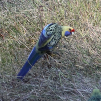 Platycercus elegans flaveolus (Yellow Rosella) at Splitters Creek, NSW - 28 Apr 2021 by PaulF