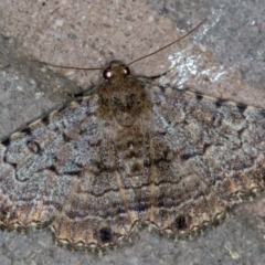 Diatenes aglossoides (An Erebid Moth) at Melba, ACT - 29 Dec 2020 by Bron