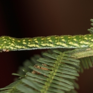 Capusa senilis at Bruce, ACT - 29 Dec 2020