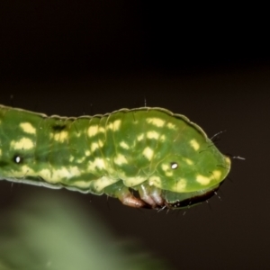 Capusa senilis at Bruce, ACT - 29 Dec 2020