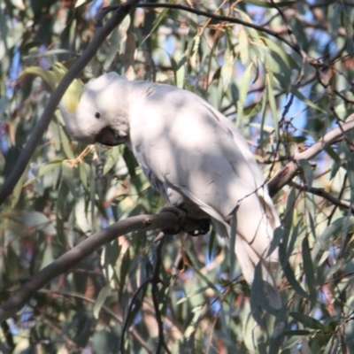 Cacatua galerita (Sulphur-crested Cockatoo) at Albury - 28 Apr 2021 by PaulF