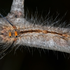 Lasiocampidae (family) immature (Lappet & Snout Moths) at Bruce, ACT - 29 Dec 2020 by Bron