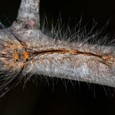 Lasiocampidae (family) IMMATURE (ALappet or Snout Moth (Lasiocampidae) at Bruce, ACT - 29 Dec 2020 by Bron