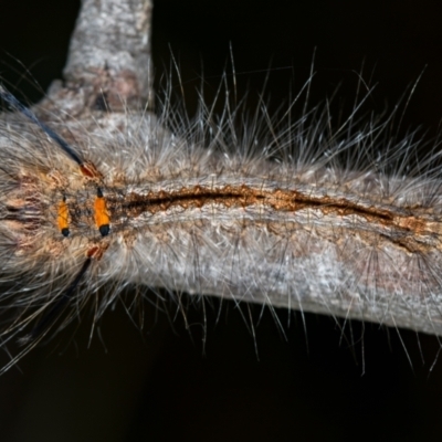 Lasiocampidae (family) immature (Lappet & Snout Moths) at Bruce, ACT - 29 Dec 2020 by Bron