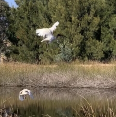 Threskiornis molucca (Australian White Ibis) at Murrumbateman, NSW - 1 May 2021 by SimoneC