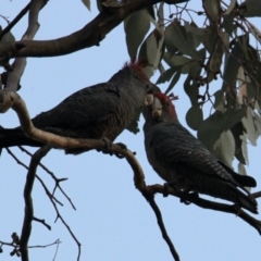 Callocephalon fimbriatum (Gang-gang Cockatoo) at Albury - 2 May 2021 by PaulF