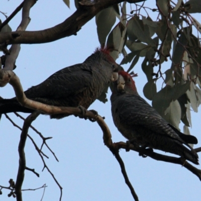 Callocephalon fimbriatum (Gang-gang Cockatoo) at Springdale Heights, NSW - 2 May 2021 by PaulF