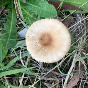 zz agaric (stem; gills white/cream) at Murrumbateman, NSW - 1 May 2021