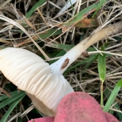 zz agaric (stem; gills white/cream) at Murrumbateman, NSW - 1 May 2021