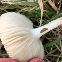 zz agaric (stem; gills white/cream) at Murrumbateman, NSW - 1 May 2021