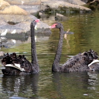 Cygnus atratus (Black Swan) at Gordon Pond - 2 May 2021 by RodDeb