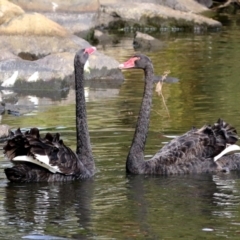 Cygnus atratus (Black Swan) at Gordon Pond - 2 May 2021 by RodDeb