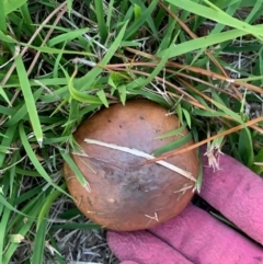 Suillus luteus at Murrumbateman, NSW - 1 May 2021 04:50 PM