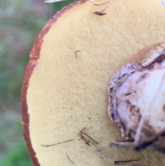 Suillus luteus at Murrumbateman, NSW - 1 May 2021 04:50 PM