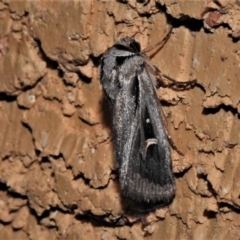 Proteuxoa undescribed nr paragypsa (A Noctuid moth) at Wanniassa, ACT - 2 May 2021 by JohnBundock