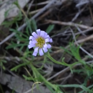 Vittadinia muelleri at Reid, ACT - 18 Apr 2021