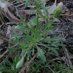 Vittadinia muelleri at Reid, ACT - 18 Apr 2021