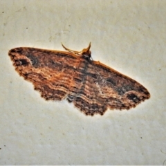 Chloroclystis filata (Filata Moth, Australian Pug Moth) at Wanniassa, ACT - 2 May 2021 by JohnBundock